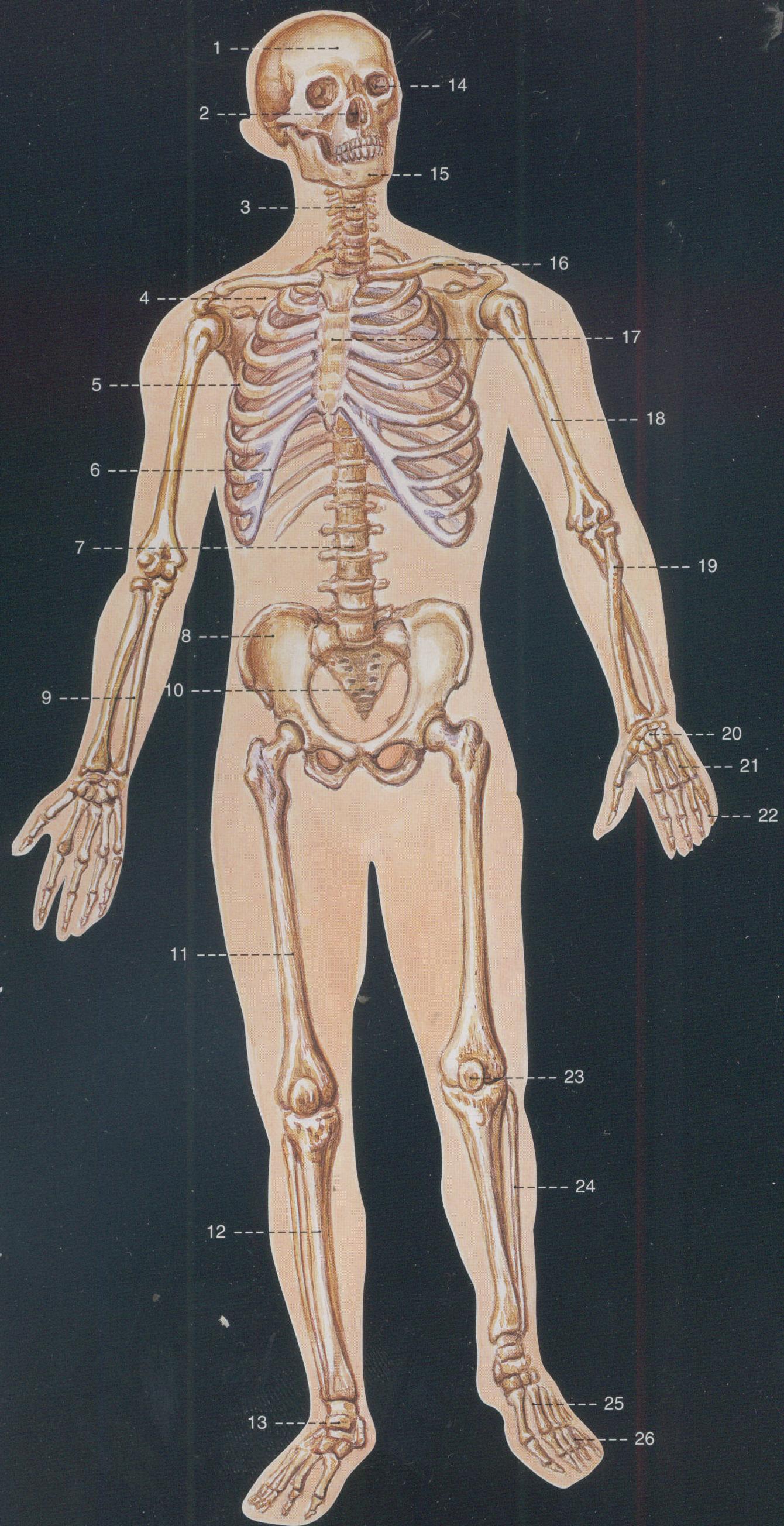 1.人体骨骼(前面观)